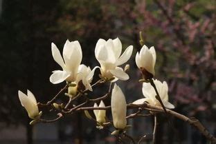 玉兰花树风水|原创 玉兰花树的风水禁忌 种植要注意什么